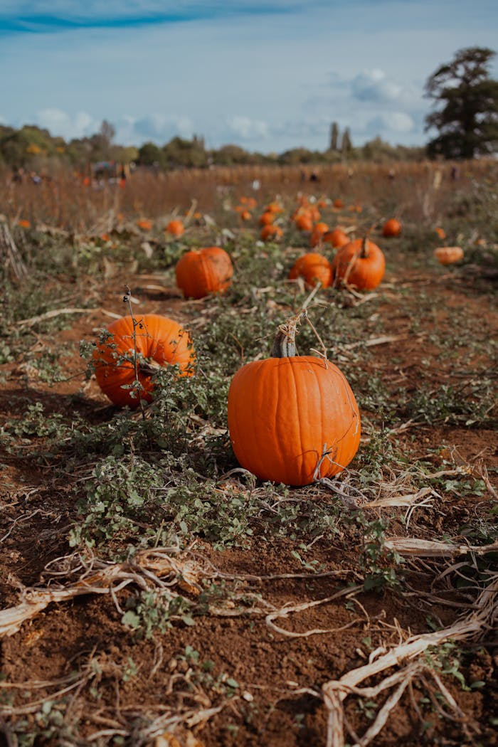 Services Close-up of bright pumpkins scattered across a rural field during harvest season.